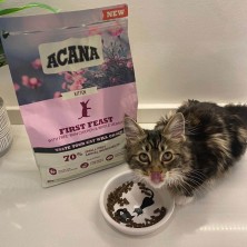 pienso-gatitos-acana-first-feast