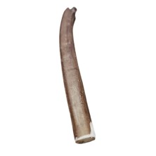 snack-nervio-de-toro-20-cms