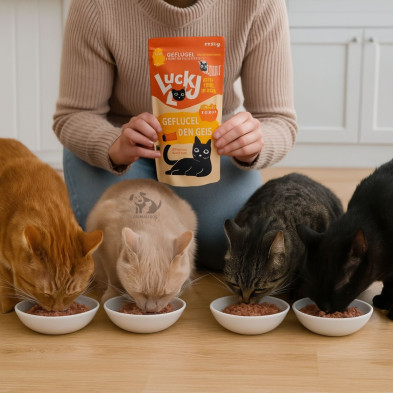 comida-humeda-gatos-ave-de-corral