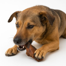 snack-morro-ternera-para-perro