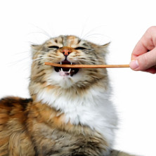 sticks-de-ternera-para-gatos