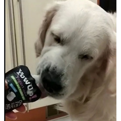 pienso-de-pollo-para-cachorros-y-3-yogures-para-perros-yowup