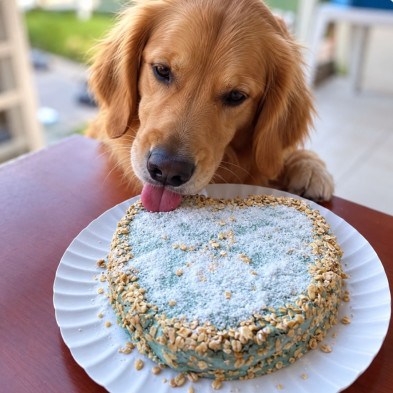 tarta-para-perros-de-pollo-cake-in-a-box-cooka-s-cookies