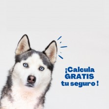 seguro-veterinario-para-perros