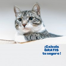 seguro-veterinario-para-gatos