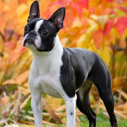 boston-terrier