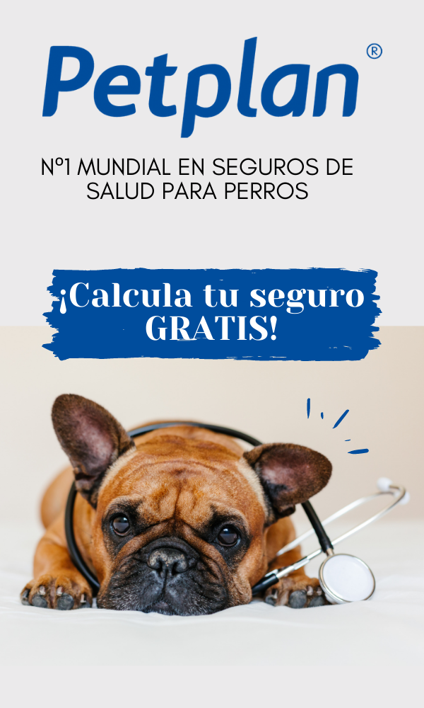 Seguro veterinario para perros