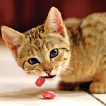 Los gatos son carnívoros estrictos y tienen prioridades para escoger su  comida