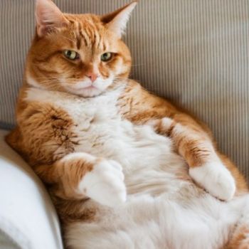 obesidad en gatos