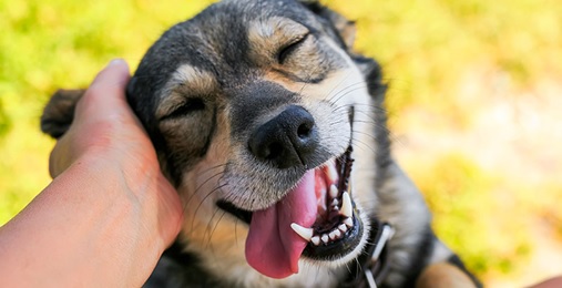perro-feliz